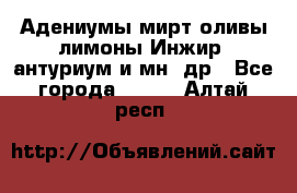 Адениумы,мирт,оливы,лимоны,Инжир, антуриум и мн .др - Все города  »    . Алтай респ.